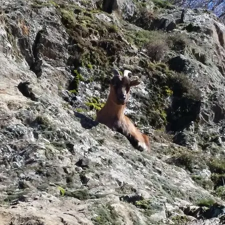 Σαλέ Les Chalets D'ursus *