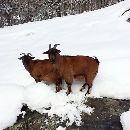 شاليه Les Chalets D'ursus Perles-et-Castelet